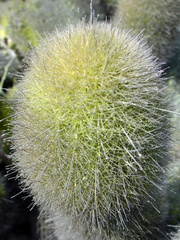 Haageocereus pseudomelanostele