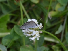 Celastrina neglecta