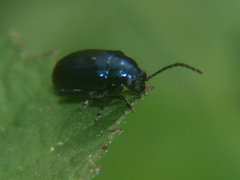 Altica lythri