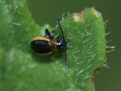 Longitarsus dorsalis