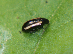 Phyllotreta nemorum