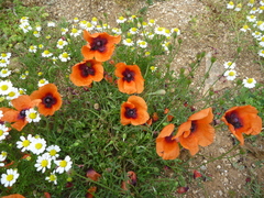 Papaver apulum