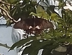 Papilio polytes stichius