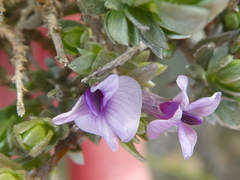 Amphithalea violacea