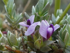 Amphithalea violacea