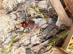 Ephutomorpha ferruginata