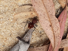 Ephutomorpha ferruginata