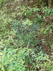 Solanum aviculare