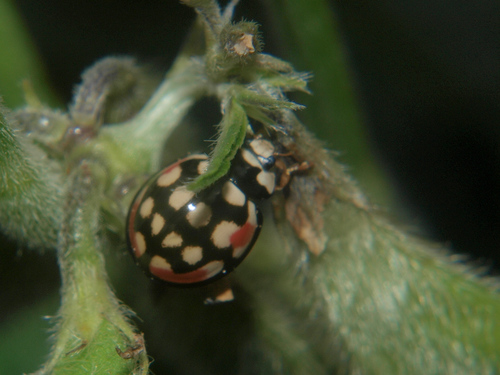 Sulfurous Lady Beetle