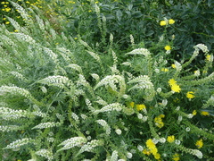 Reseda alba