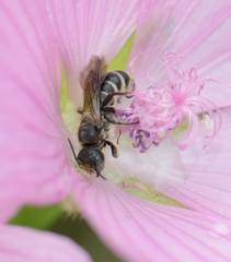 Chelostoma rapunculi