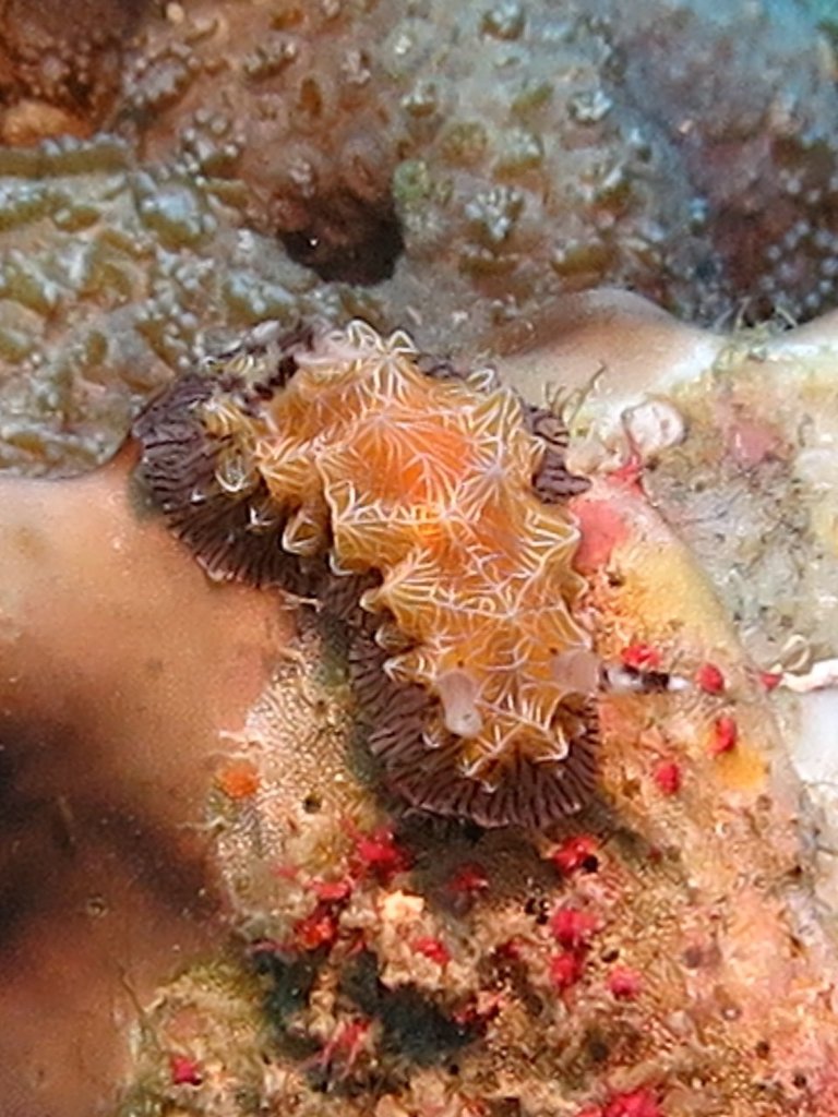 Halgerda albocristata