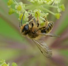 Andrena flavipes