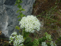 Origanum onites