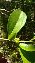 Suregada