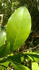 Suregada