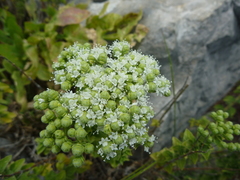 Origanum onites