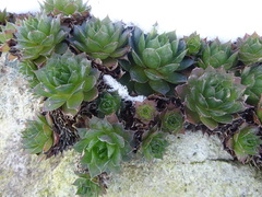 Sempervivum tectorum