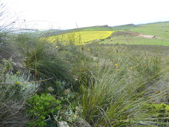 Bobartia longicyma