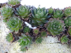Sempervivum tectorum