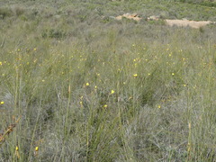 Bobartia longicyma