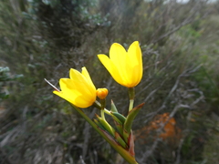 Bobartia longicyma