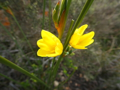 Bobartia longicyma