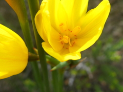 Bobartia longicyma