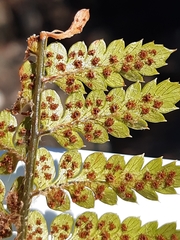 Polystichum neozelandicum zerophyllum × vestitum