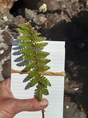 Polystichum neozelandicum zerophyllum × vestitum
