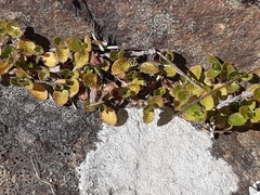 Leptostigma setulosum