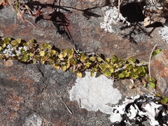 Leptostigma setulosum