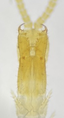 Aphilodontinae