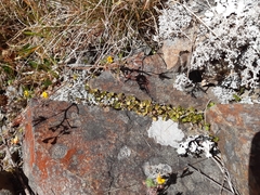 Leptostigma setulosum