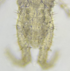 Aphilodontinae