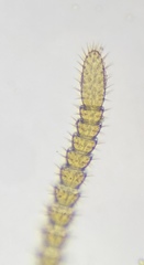 Aphilodontinae
