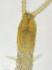 Aphilodontinae