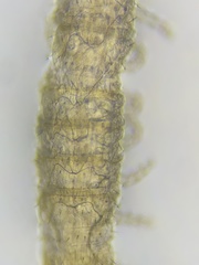 Aphilodontinae
