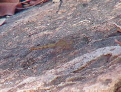 Crocothemis divisa