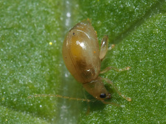 Longitarsus symphyti