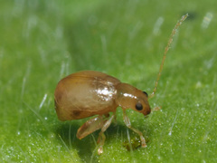 Longitarsus symphyti