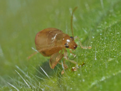 Longitarsus symphyti