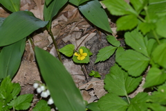 Viola eriocarpa