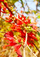 Woodfordia fruticosa