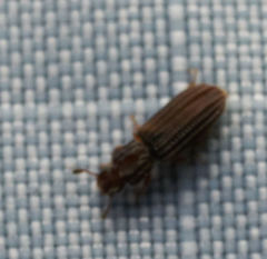 Colydiinae