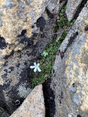 Ourisia integrifolia
