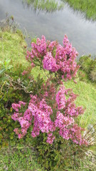 Chaetolepis lindeniana