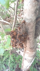 Plagioscyphus