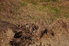 Lanius bucephalus
