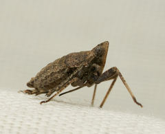 Orgerius